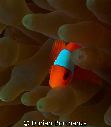 Young Spine-cheek Anemone Fish by Dorian Borcherds 